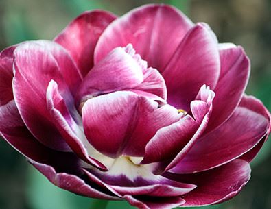 close up of a tulip in full bloom