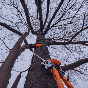 Worker pruning a tree using safety harness and equipment during winter