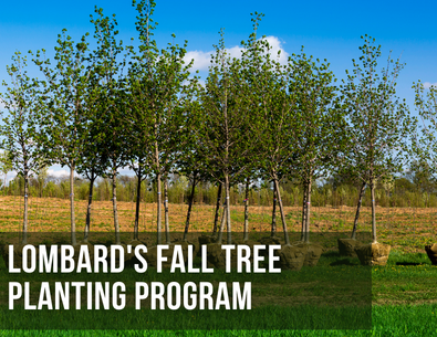 row of trees to be planted with text