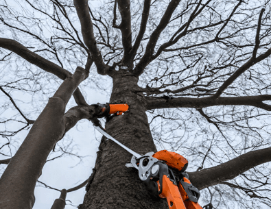 tree being pruned in winter