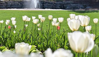 mega menu spotlight - white tulips in bloom in front of a fountain